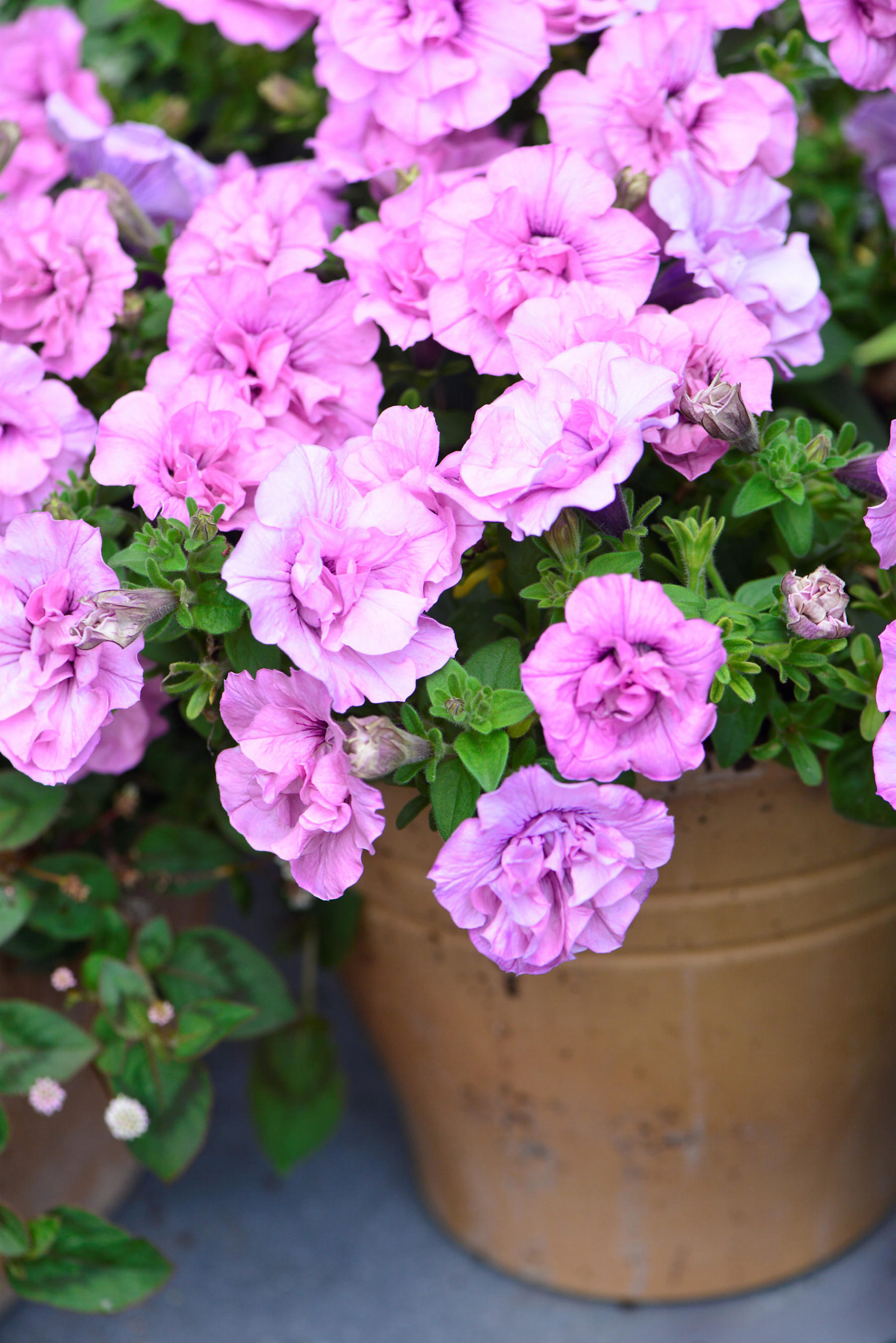 20140726_111555-scaled