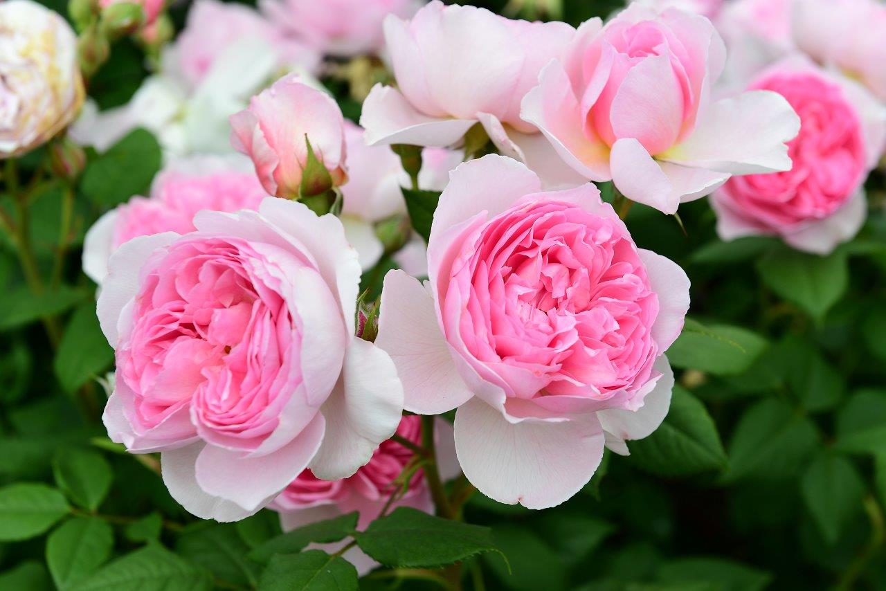 roses-old-english