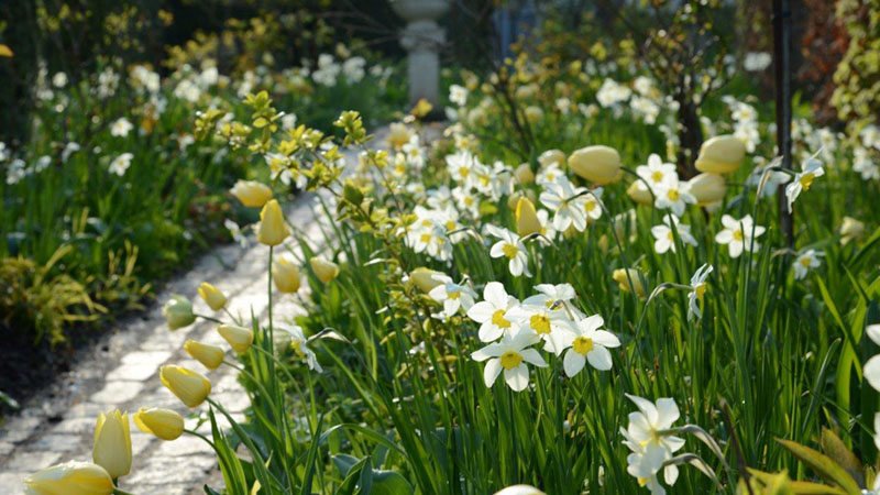 tulipaner-dalby-have